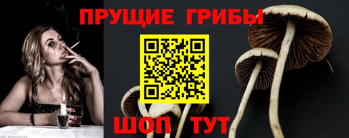 Галлюциногенные грибы Psilocybe Медногорск